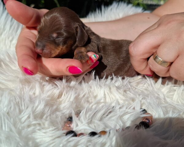 Davy Miniature Dachshund