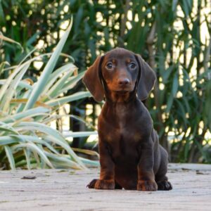Davy Miniature Dachshund