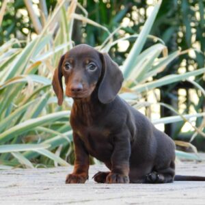 Davy Miniature Dachshund