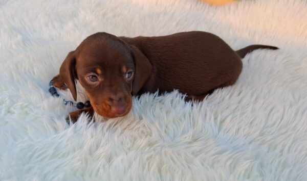 Davy Miniature Dachshund