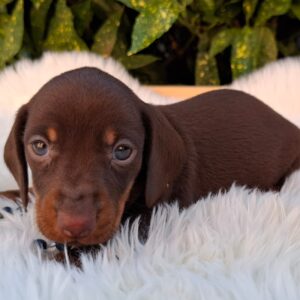 Davy Miniature Dachshund