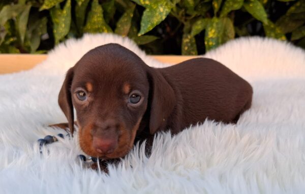 Davy Miniature Dachshund