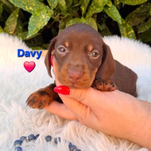 Davy Miniature Dachshund