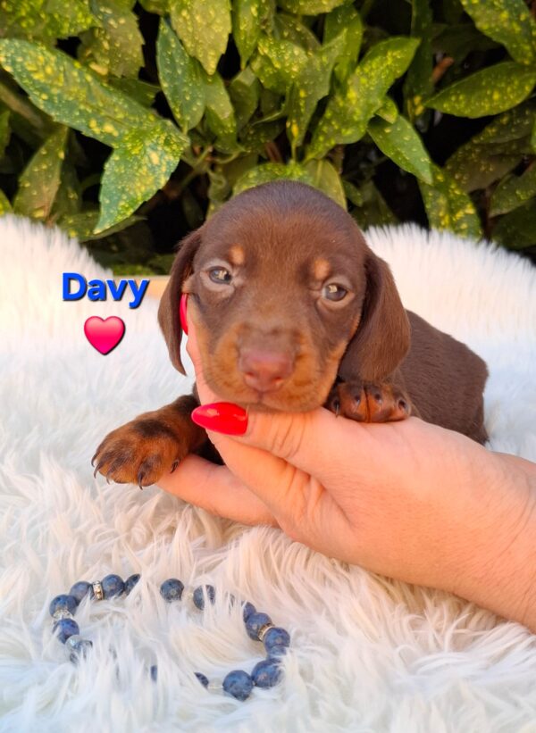 Davy Miniature Dachshund