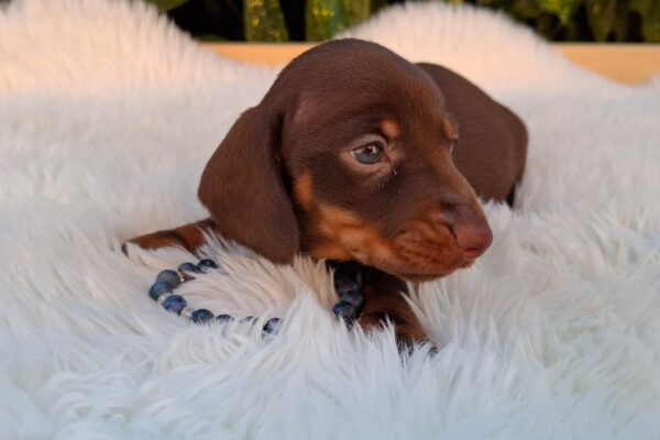 Davy Miniature Dachshund