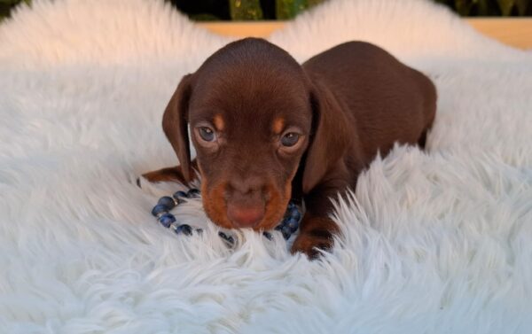 Davy Miniature Dachshund