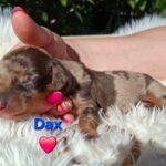 Davy Miniature Dachshund