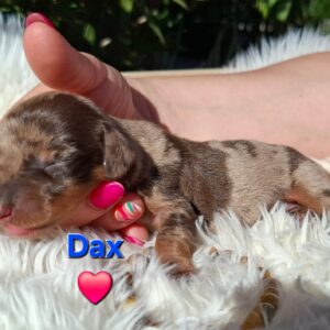 Dax Miniature Dachshund