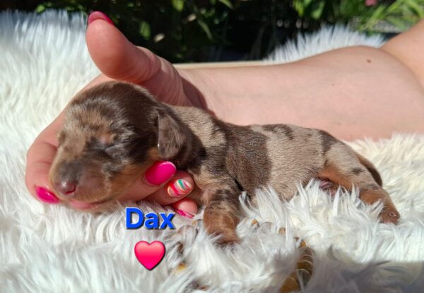 Dax Miniature Dachshund