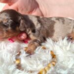 Dax-male-miniature-dachshund-puppy-for-sale-1 (2)