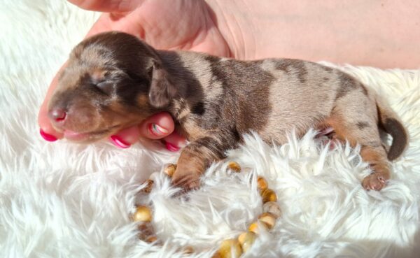 Dax Miniature Dachshund