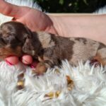 Dax-male-miniature-dachshund-puppy-for-sale-1 (3)