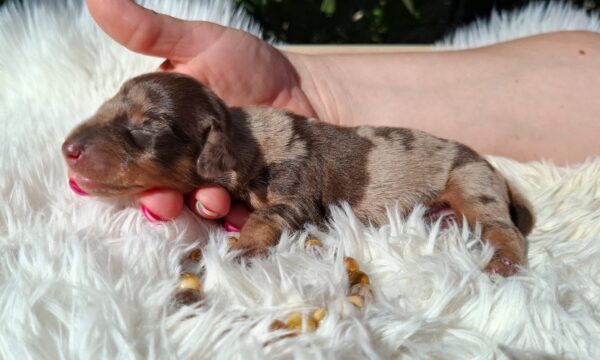 Dax Miniature Dachshund