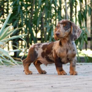 Dax Miniature Dachshund