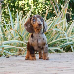 Dax Miniature Dachshund