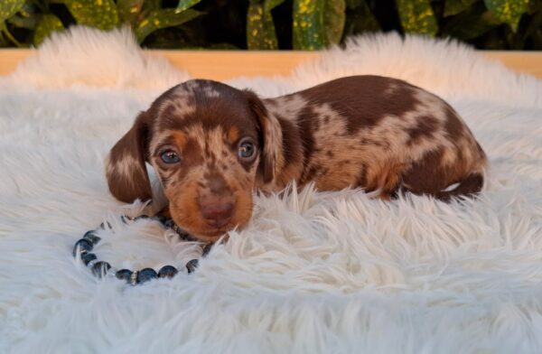 Dax Miniature Dachshund