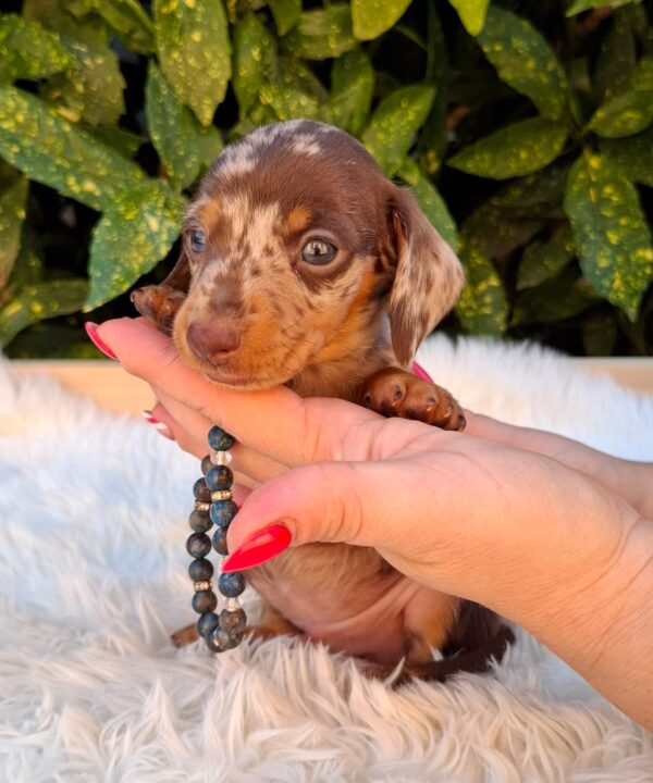 Dax Miniature Dachshund
