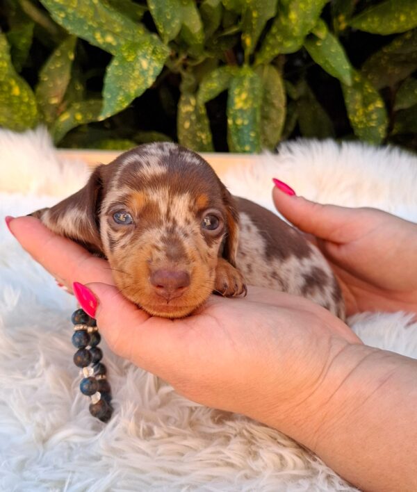 Dax Miniature Dachshund