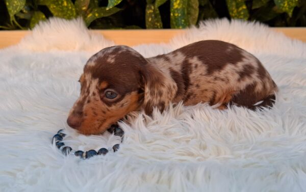 Dax Miniature Dachshund