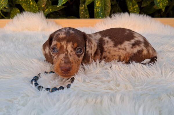 Dax Miniature Dachshund