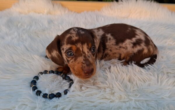 Dax Miniature Dachshund