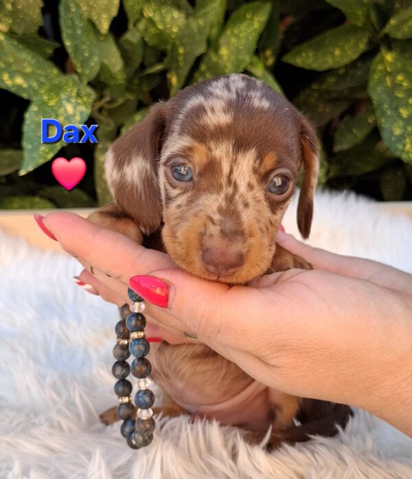 Dax Miniature Dachshund