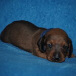 Dema-male-Miniature-dachsund-puppy-for-sale-1 (2)