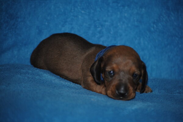 Dema Miniature Dachshund