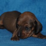 Dema-male-Miniature-dachsund-puppy-for-sale-1 (3)