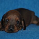 Dema-male-Miniature-dachsund-puppy-for-sale-1 (4)