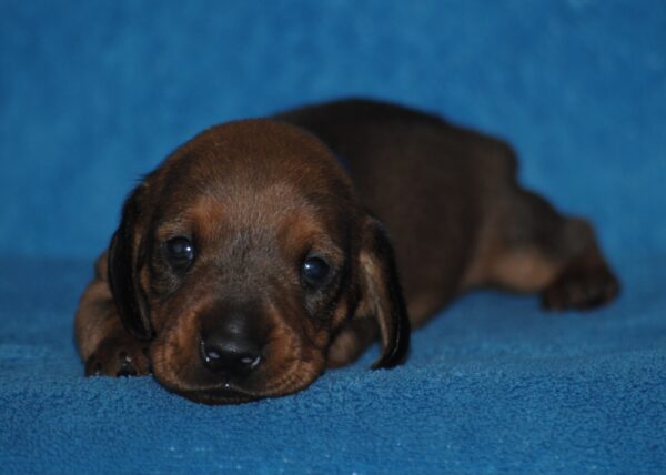 Dema Miniature Dachshund