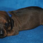 Dema-male-Miniature-dachsund-puppy-for-sale-1 (5)