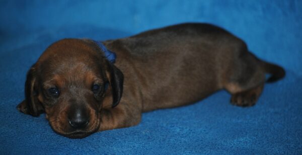 Dema Miniature Dachshund
