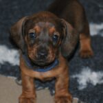 Dart Miniature Dachshund