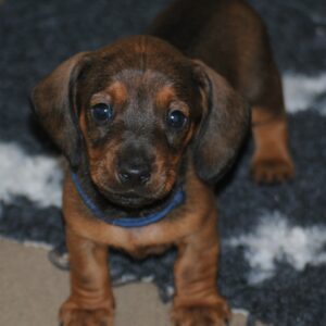 Dema Miniature Dachshund