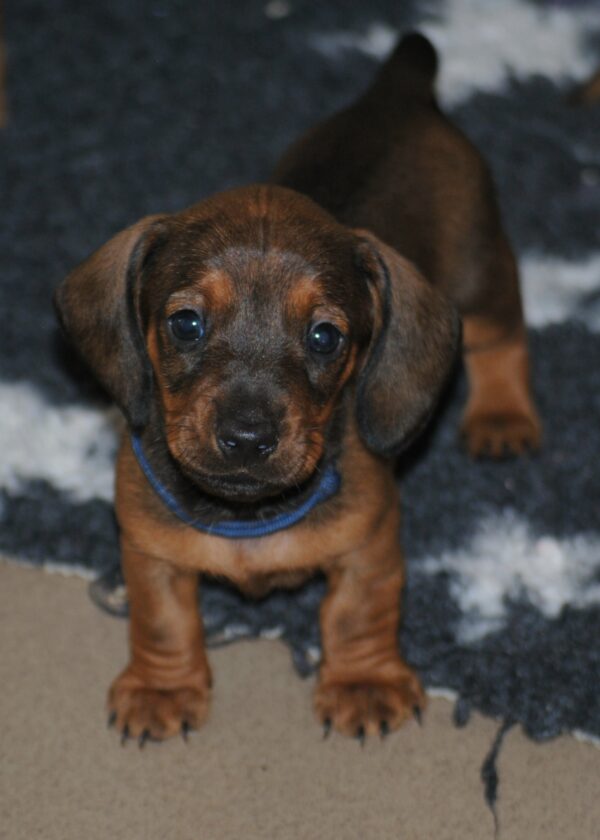 Dema Miniature Dachshund