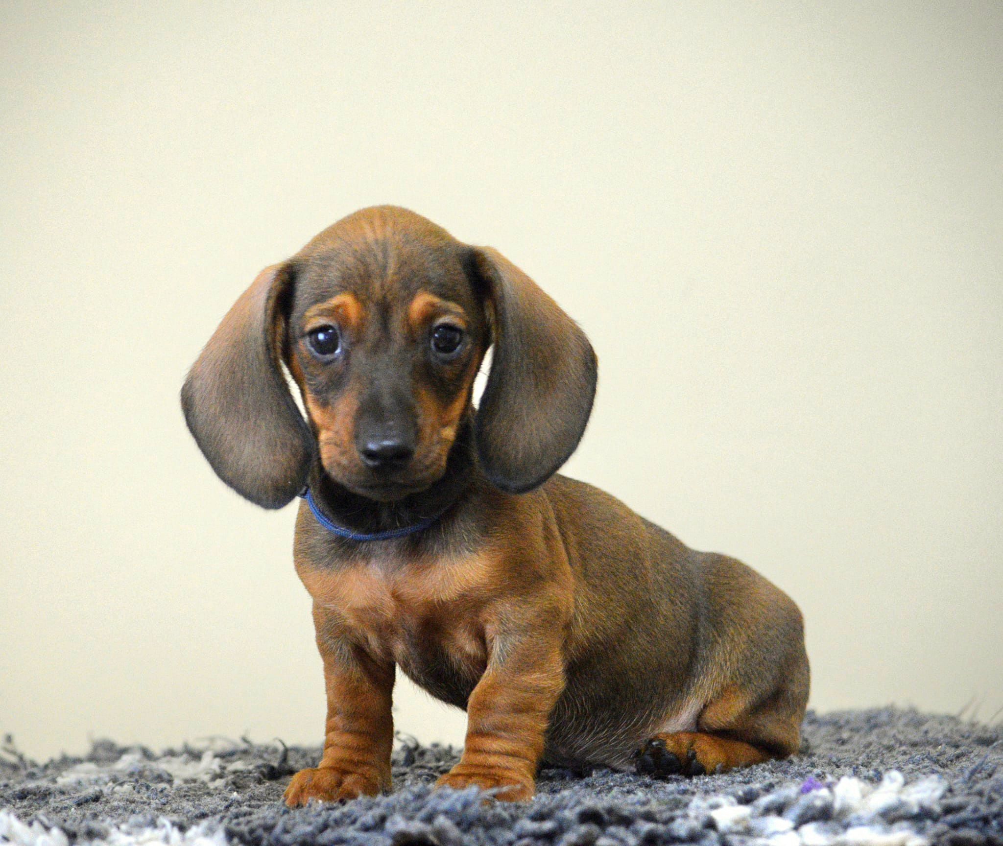 Miniature Sausage Puppy Dachshund Puppy Near Me A Miniature