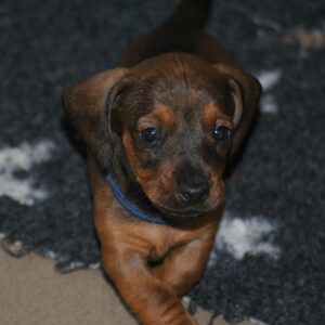 Dema Miniature Dachshund