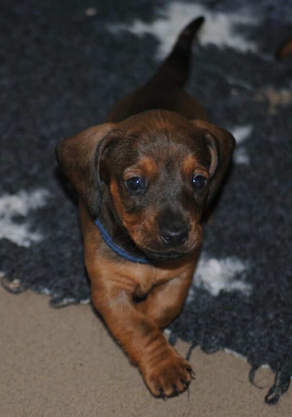 Dema Miniature Dachshund