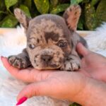 Dexter-male-french-bulldog-puppy-for-sale-1 (1)