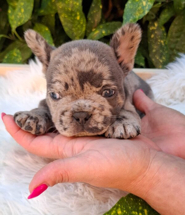 Dexter French Bulldog
