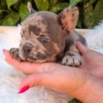 Dexter-male-french-bulldog-puppy-for-sale-1 (2)