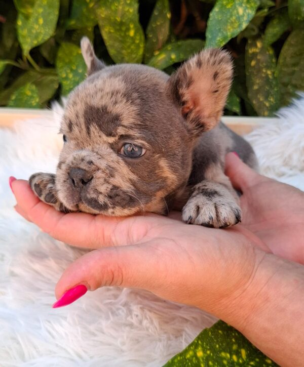 Dexter French Bulldog