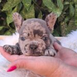 Dottie French Bulldog
