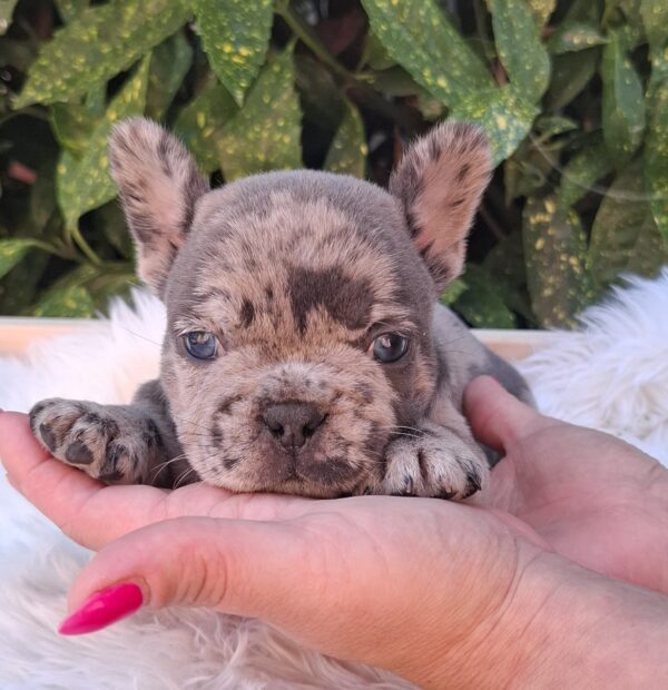 Dexter French Bulldog