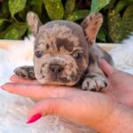 Dexter-male-french-bulldog-puppy-for-sale-1 (4)