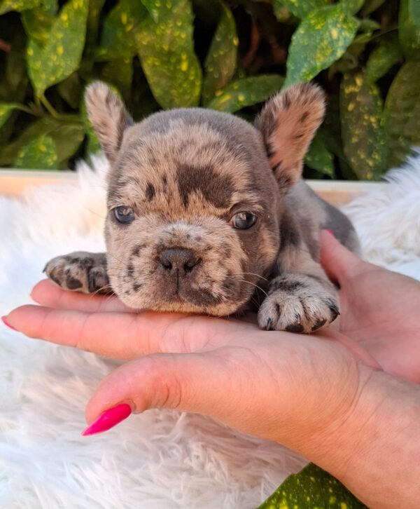 Dexter French Bulldog