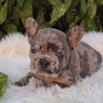 Dexter-male-french-bulldog-puppy-for-sale-1 (5)