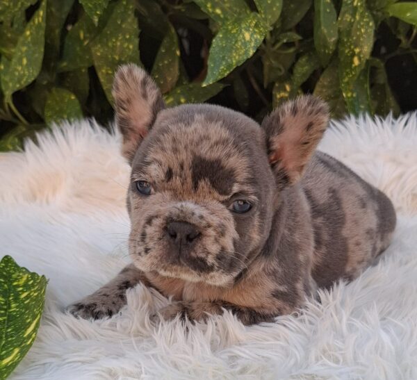 Dexter French Bulldog