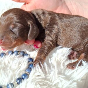 Dexter Miniature Poodle